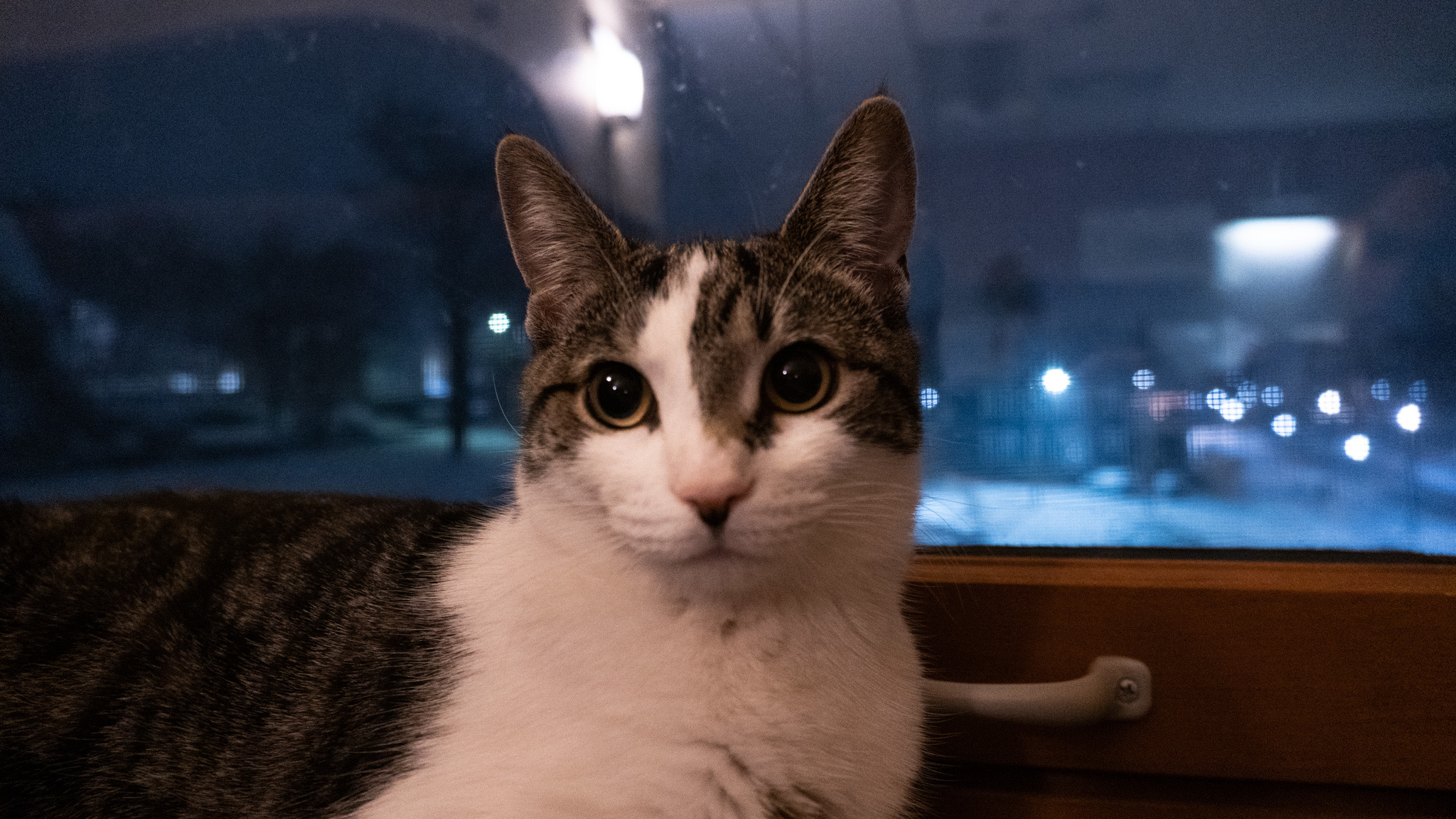 Cat at night window